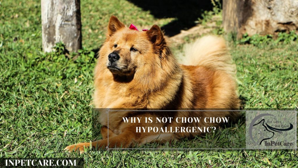 Are Chow Chows Hypoallergenic? 9 Tips For Allergic Families