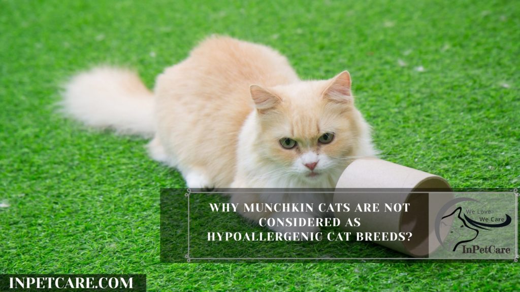 Are Munchkin Cats Hypoallergenic? 9 Tips for Allergic Family