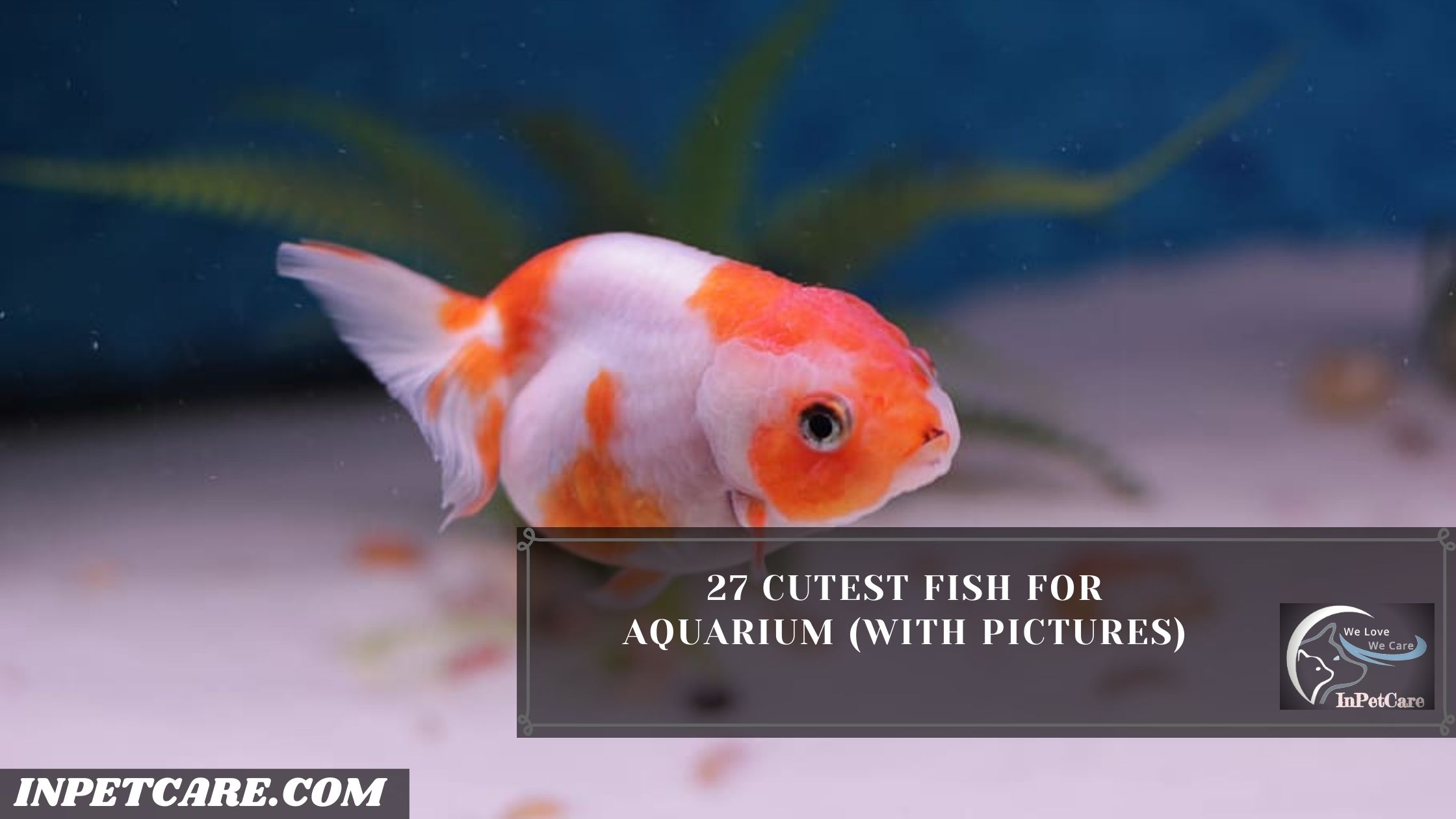 27 Cutest Fish For Aquarium (With Pictures)