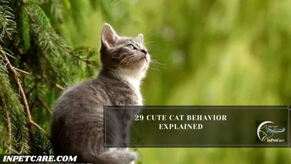 29 Cute Cat Behavior Explained