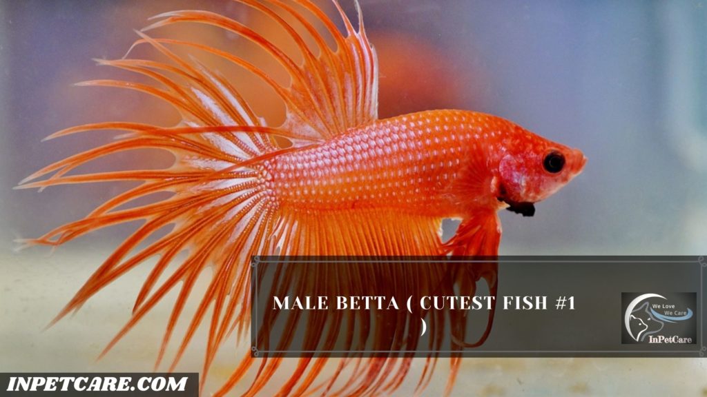 27 Cutest Fish For Aquarium (With Pictures)