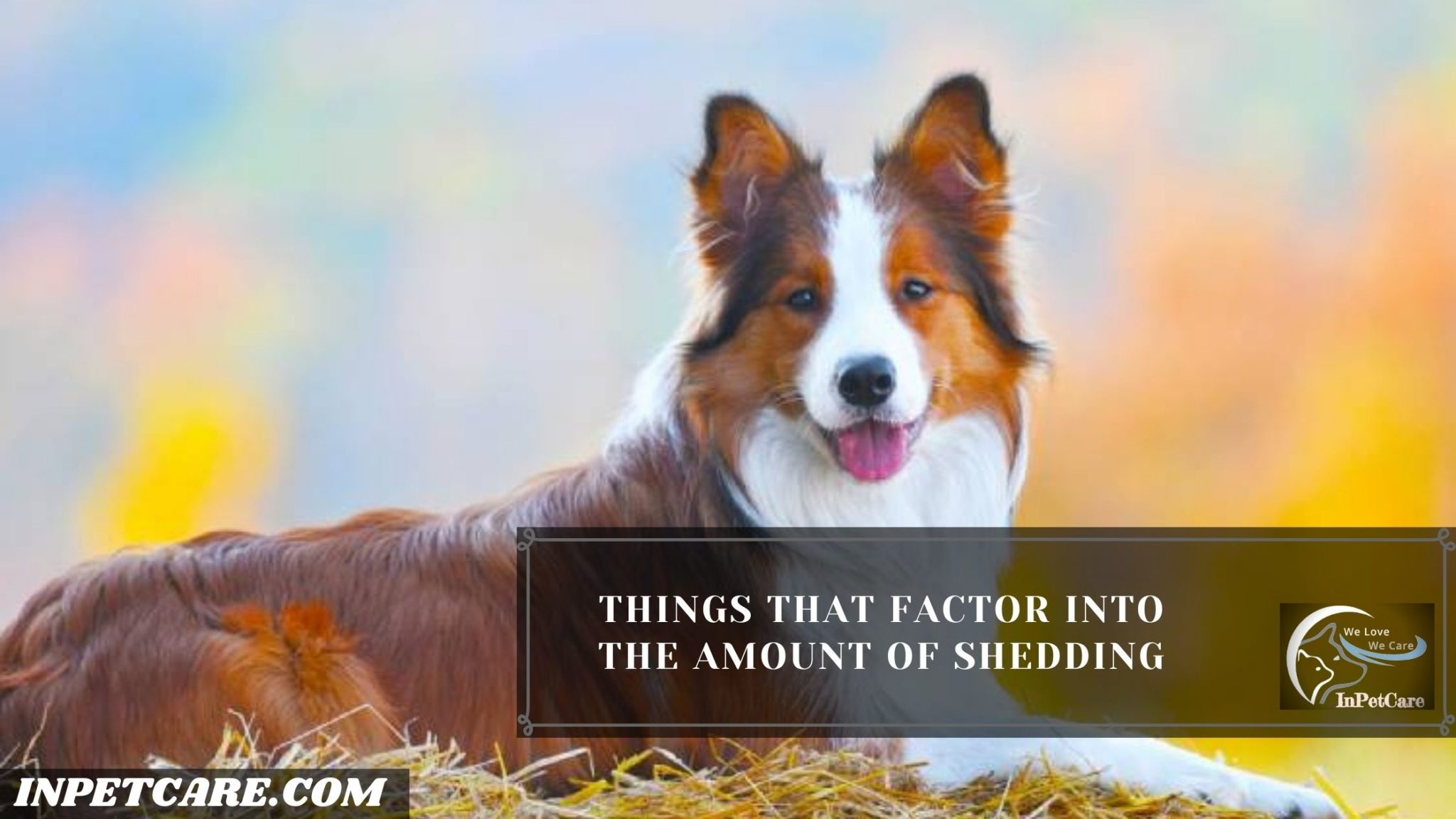 Do Border Collies Shed? Tips To Control Shedding