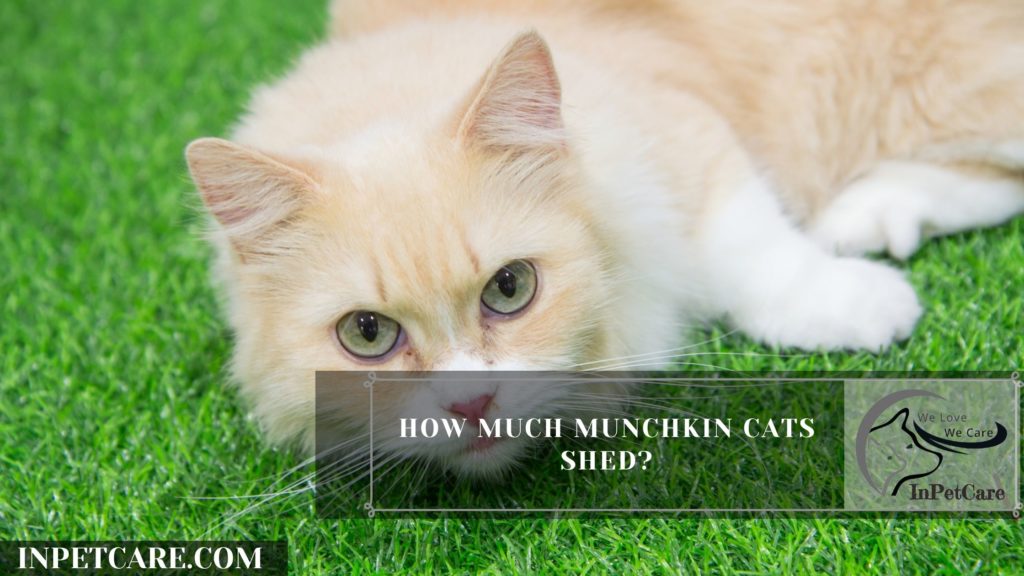 Are Munchkin Cats Hypoallergenic? 9 Tips for Allergic Family