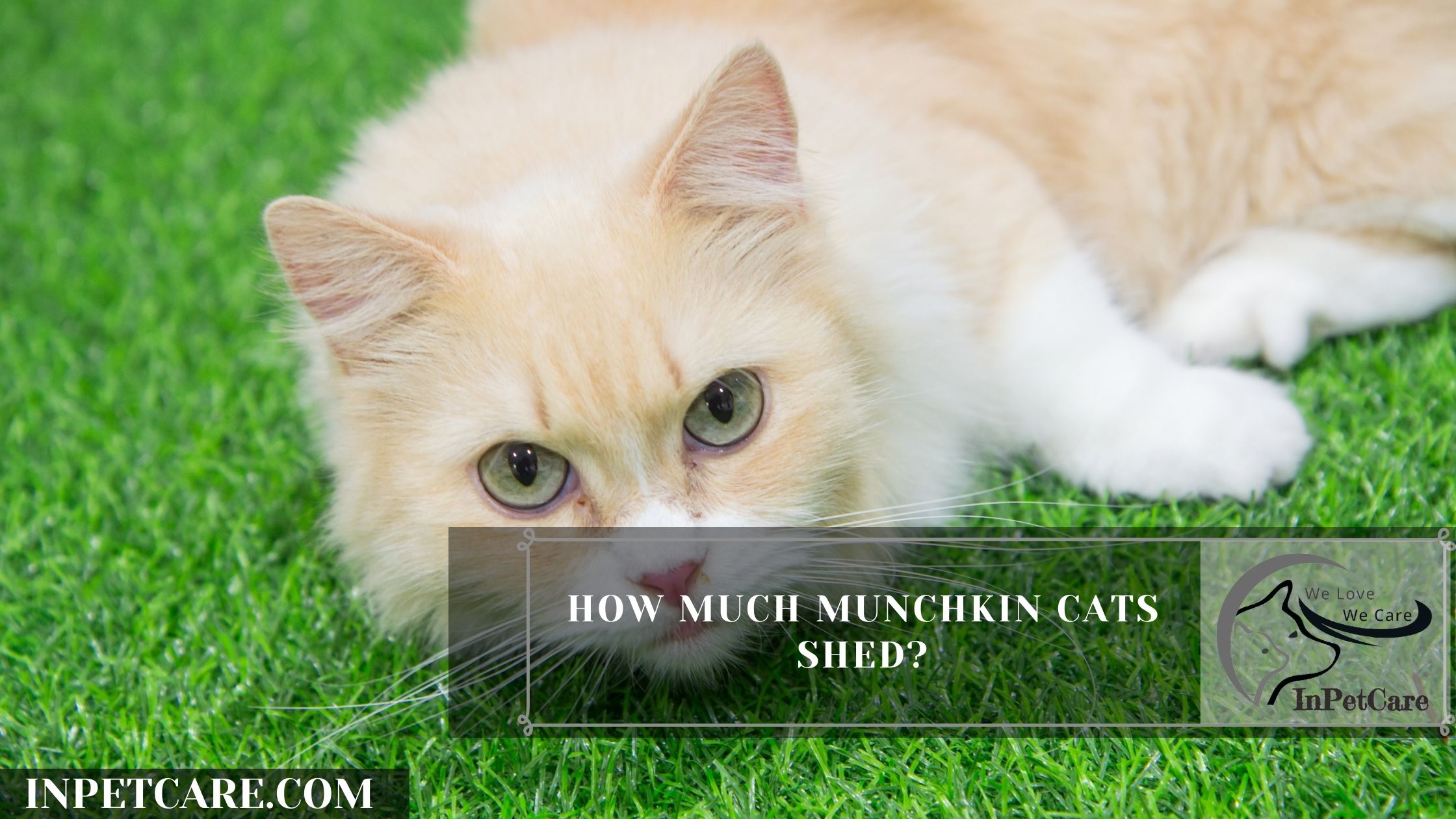 Are Munchkin Cats Hypoallergenic? 9 Tips For Allergic Family