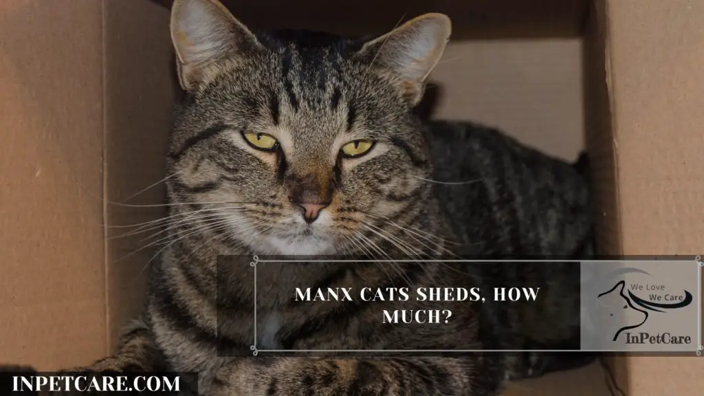 Are Manx Cats Hypoallergenic? (9 Tips for Allergic Families)
