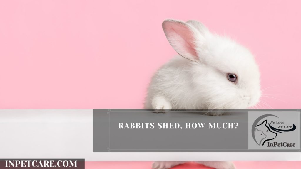 Are Rabbits Hypoallergenic? 9 Tips for Allergic Families