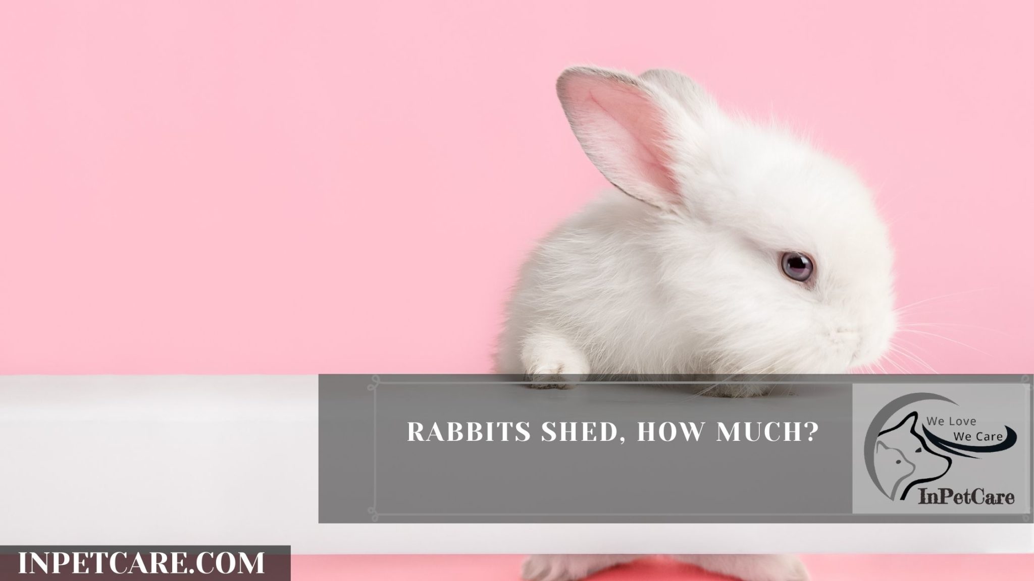 Are Rabbits Hypoallergenic? 9 Tips For Allergic Families