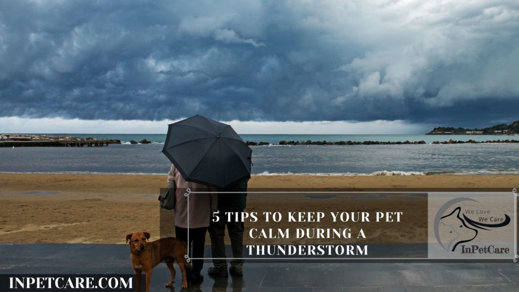 How To Keep Your Dog Calm During Thunderstorm?