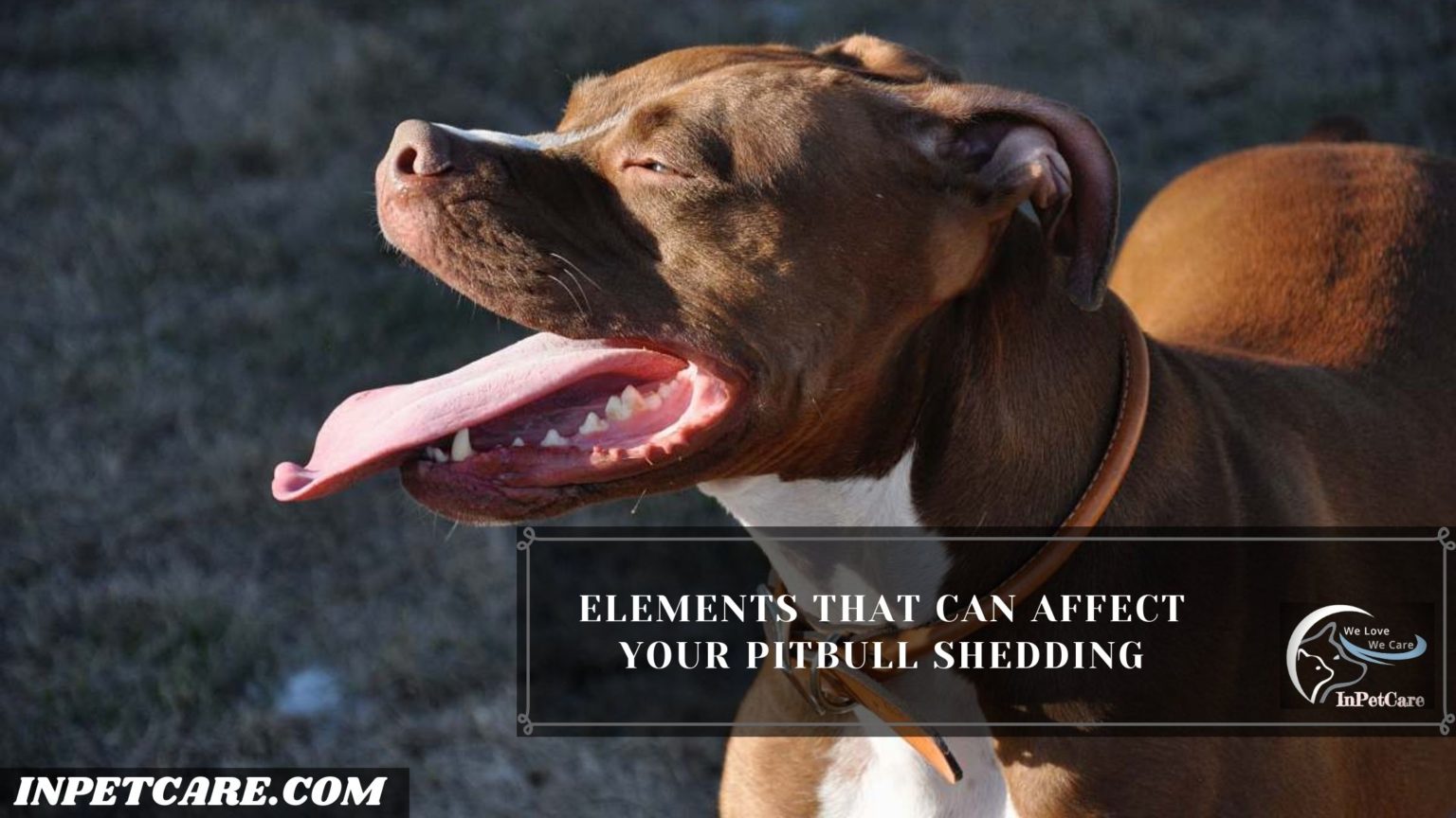 Do Pitbulls Shed? (9 Tips To Control Its Shedding)