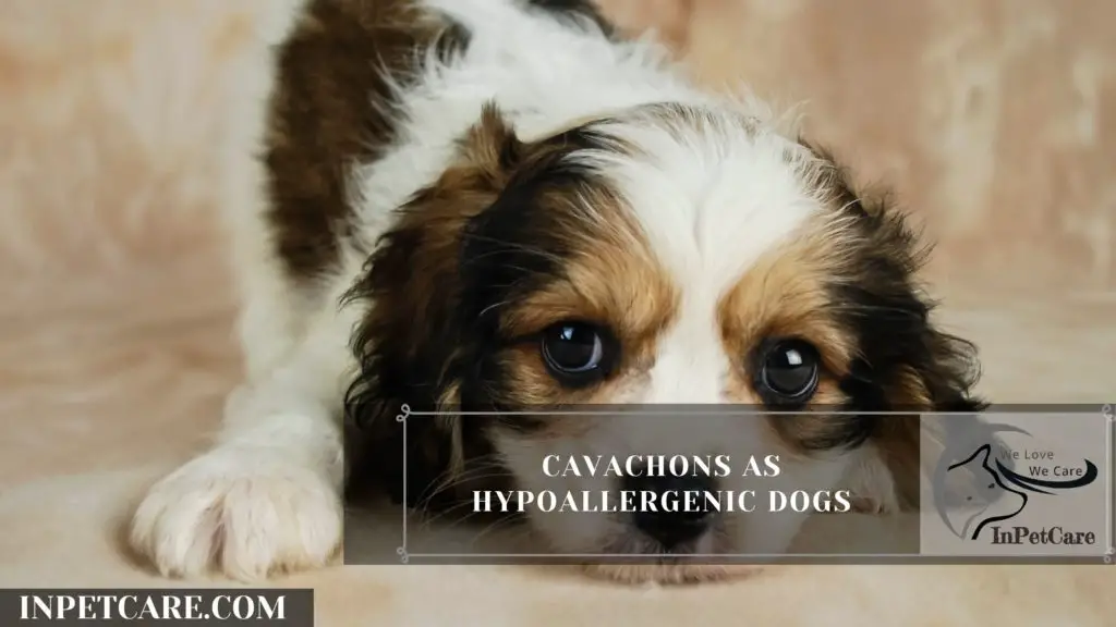 Are Cavachons Hypoallergenic? Tips For Family With Allergy