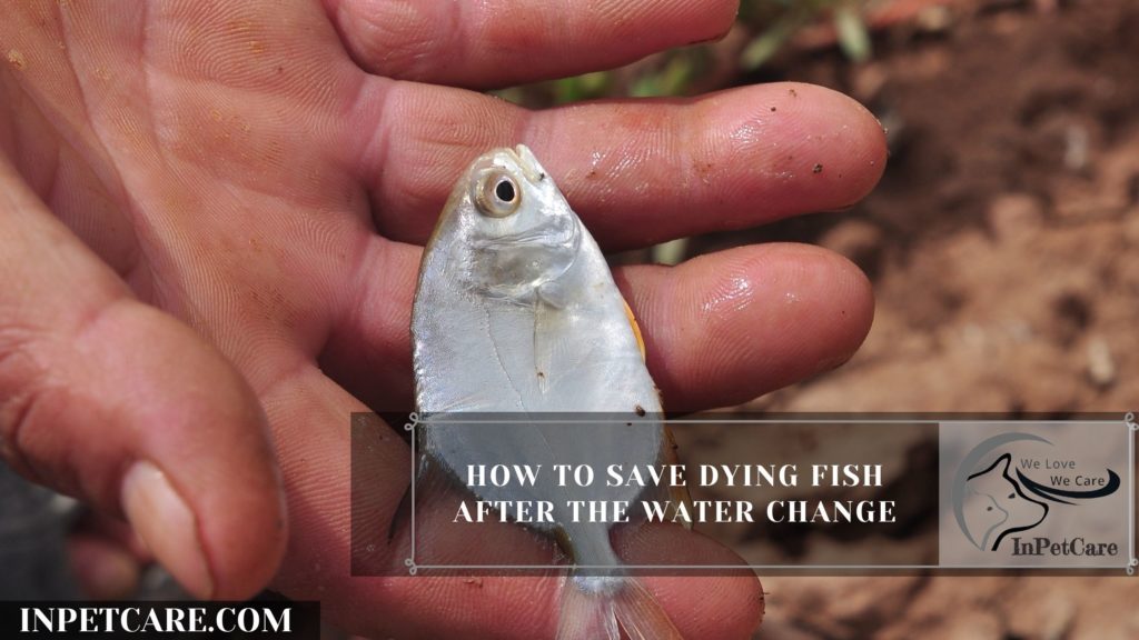 12 Tips To Save Dying Fish After A Water Change