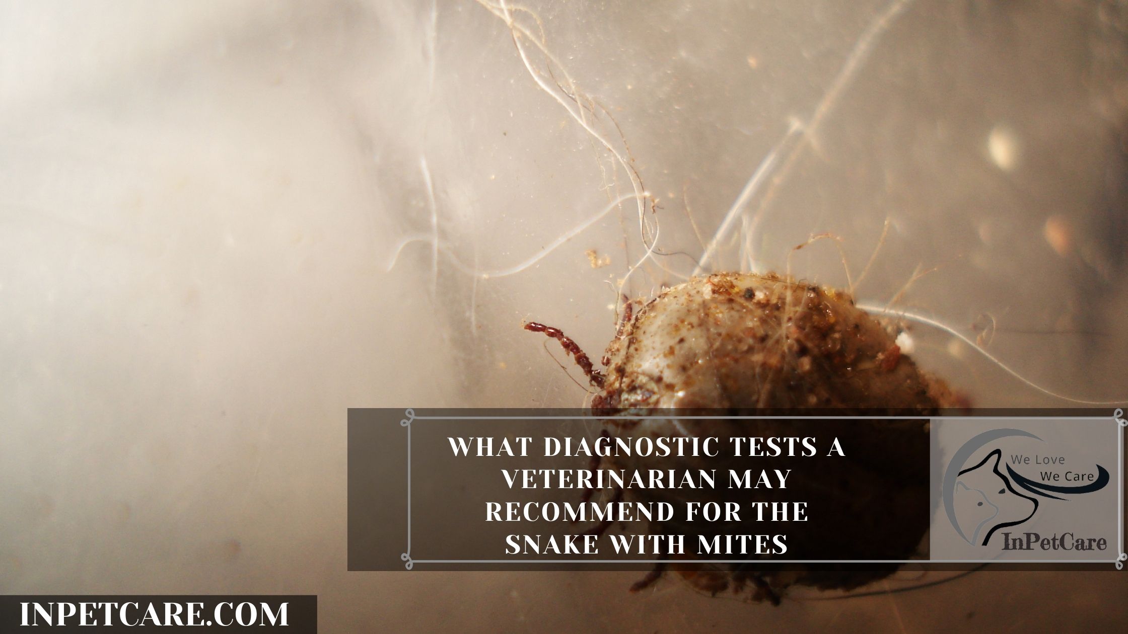Snake Mites: Causes, Treatment And Prevention In 2021