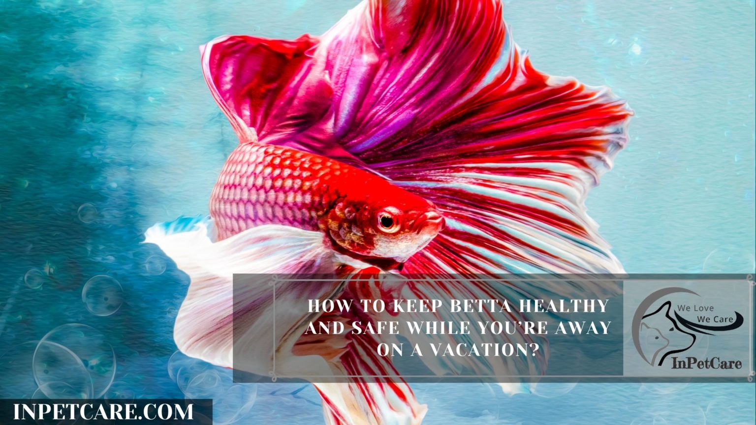 How Long Can A Betta Fish Go Without Food?