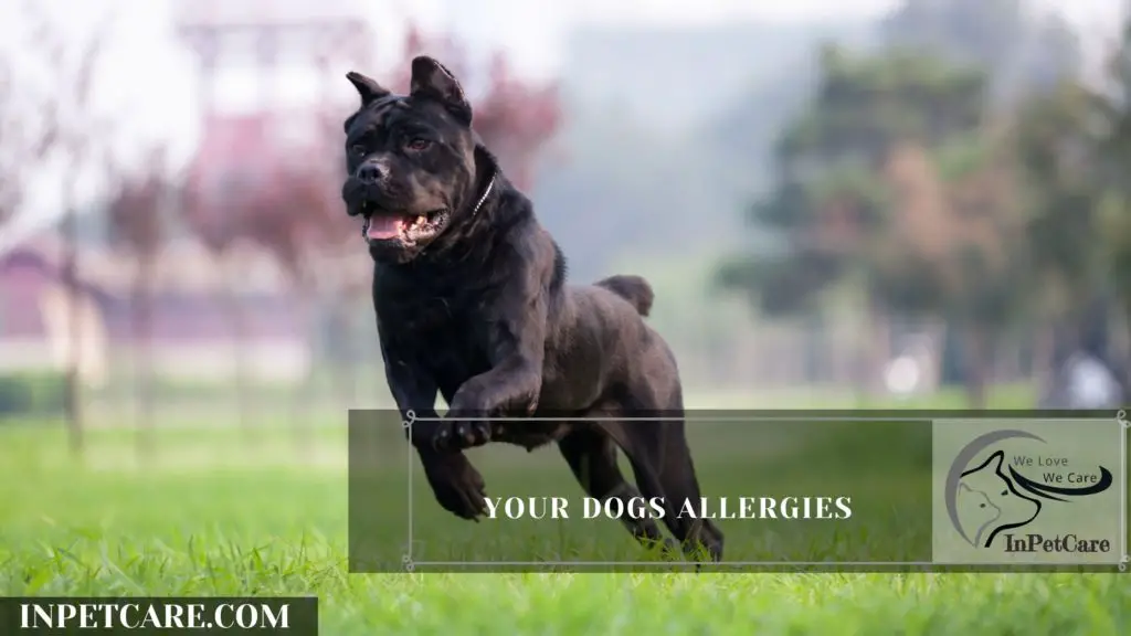 Are Hounds Hypoallergenic? Tips For Families With Allergies