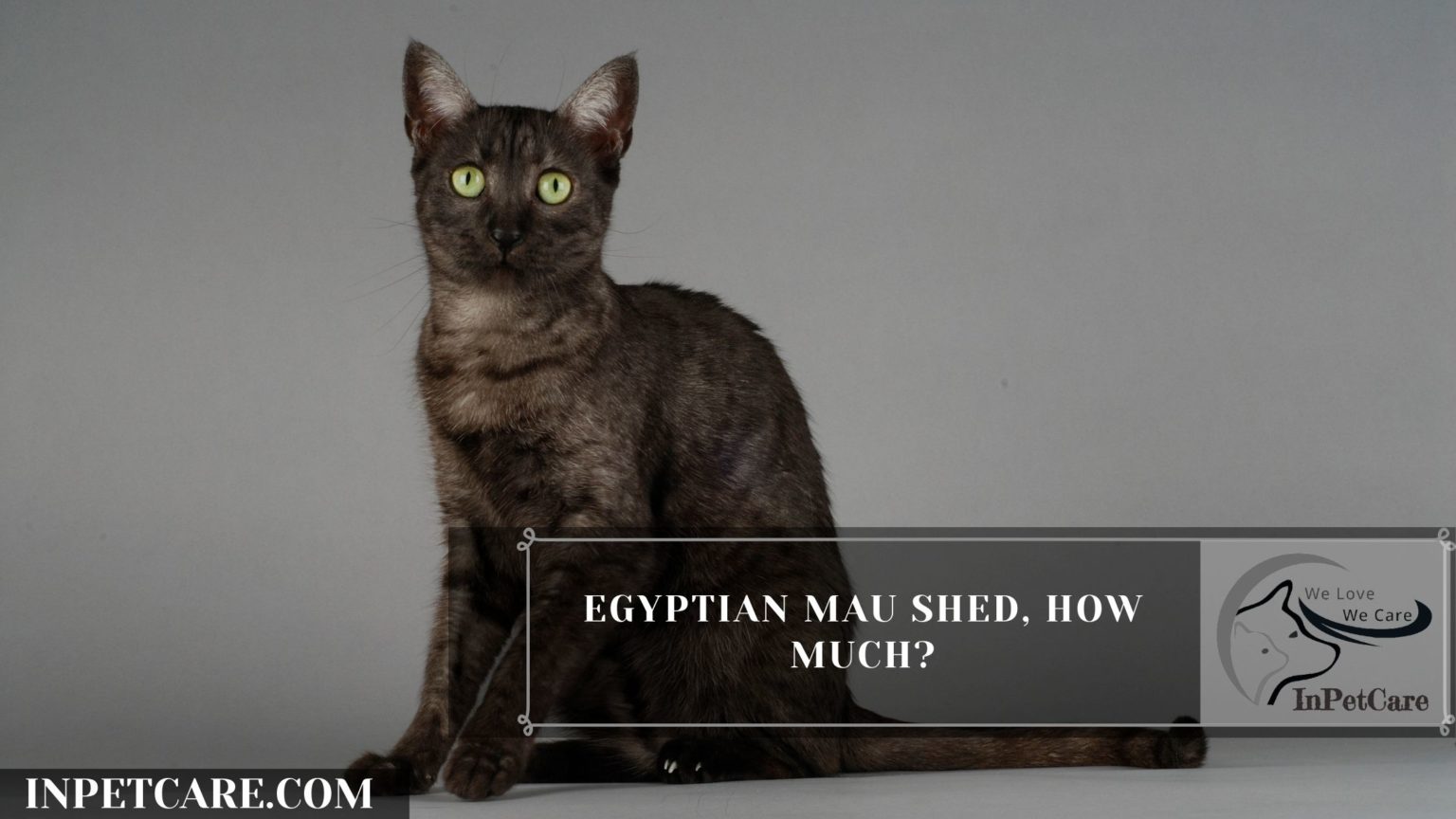 Are Egyptian Mau Hypoallergenic? 9 Tips For Allergic Family