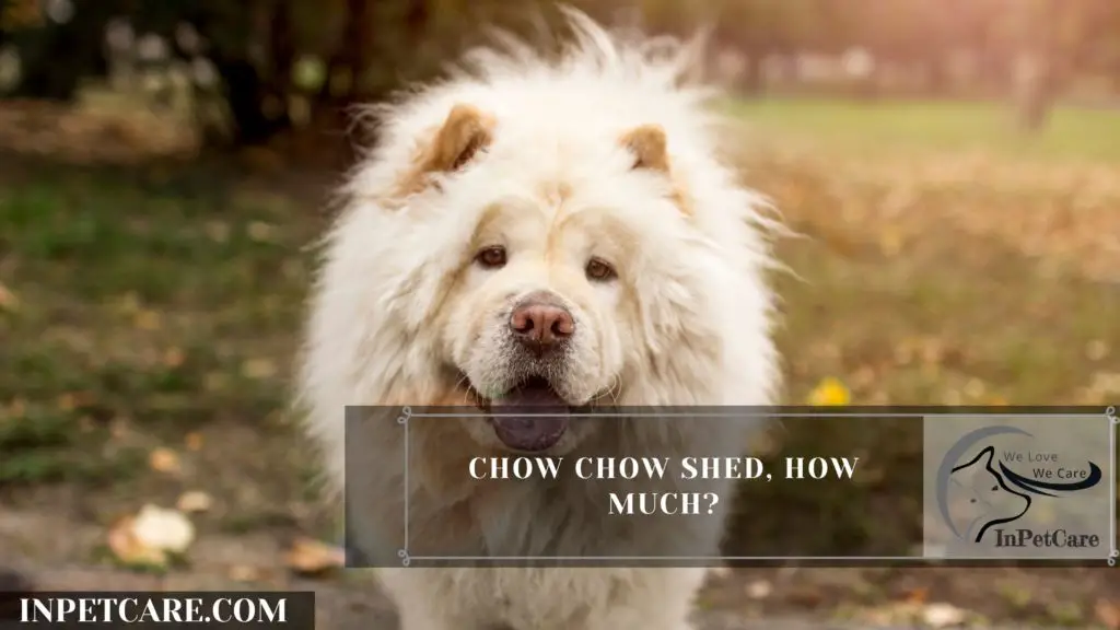 Are Chow Chows Hypoallergenic? 9 Tips For Allergic Families