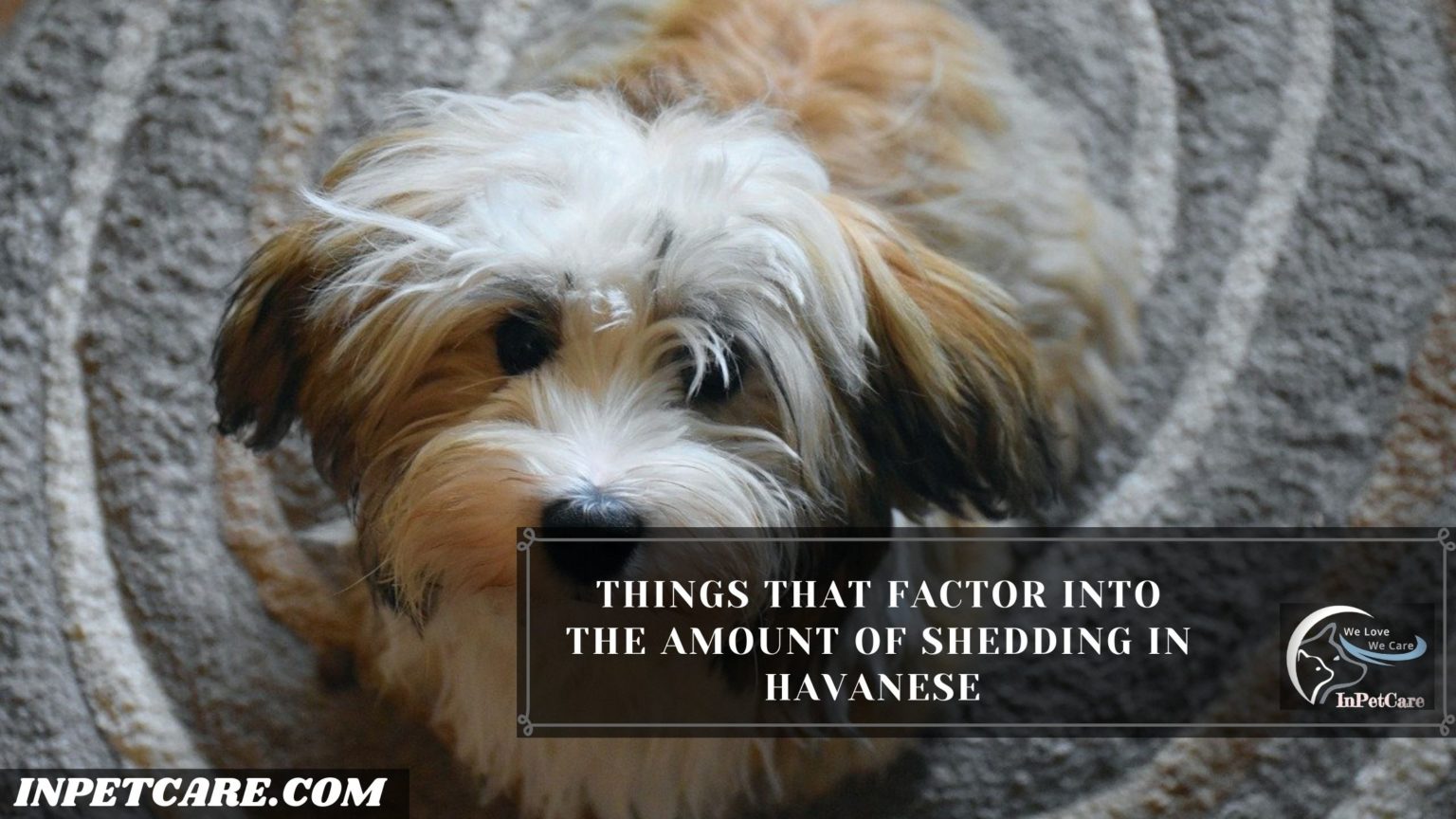 Do Havanese Shed? Tips To Control Shedding » IN PET CARE