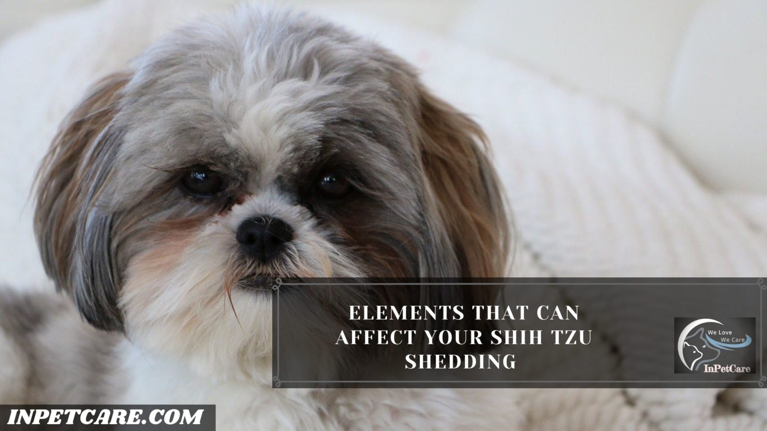 Do Shih Tzus Shed? Tips To Control Shedding InPetCare