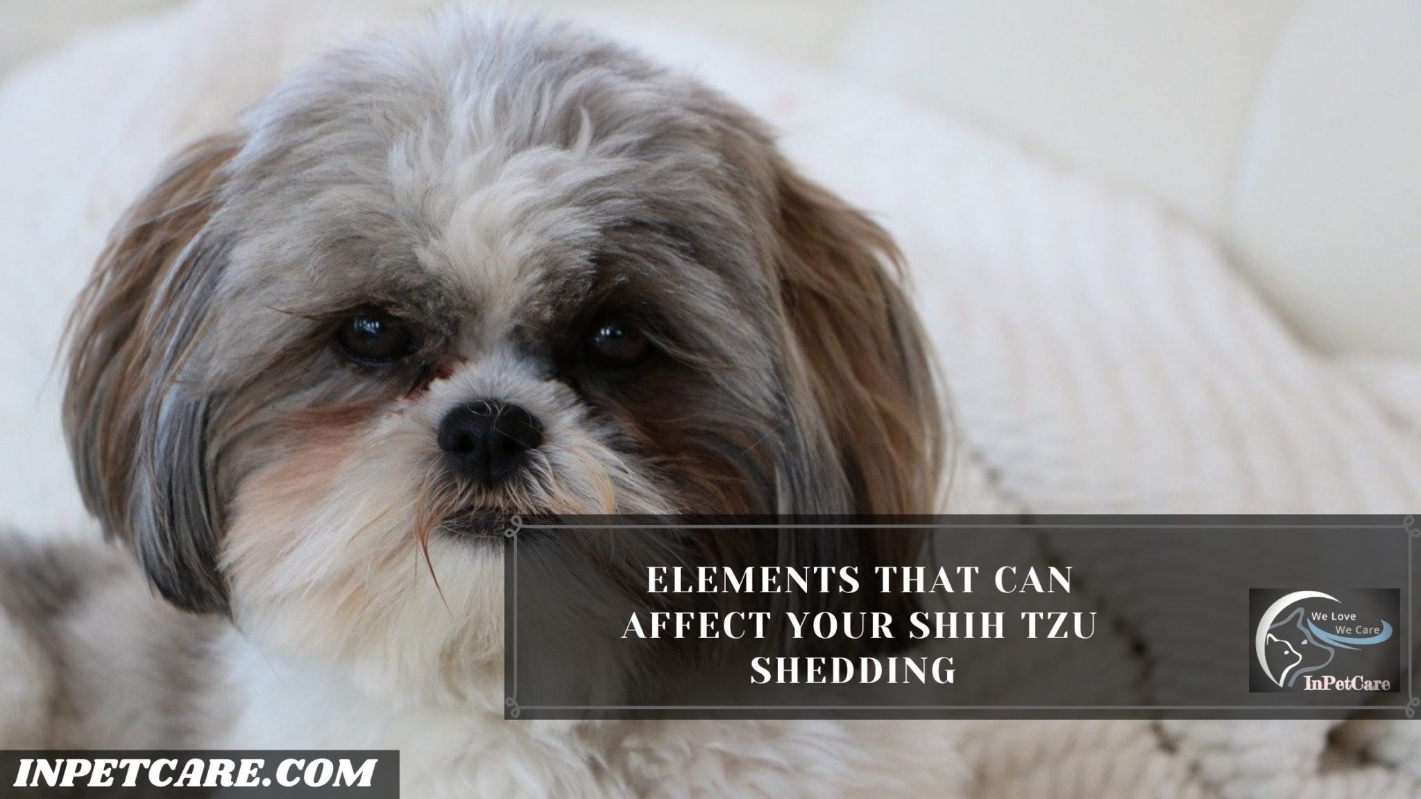 Do Shih Tzus Shed? Tips To Control Shedding InPetCare