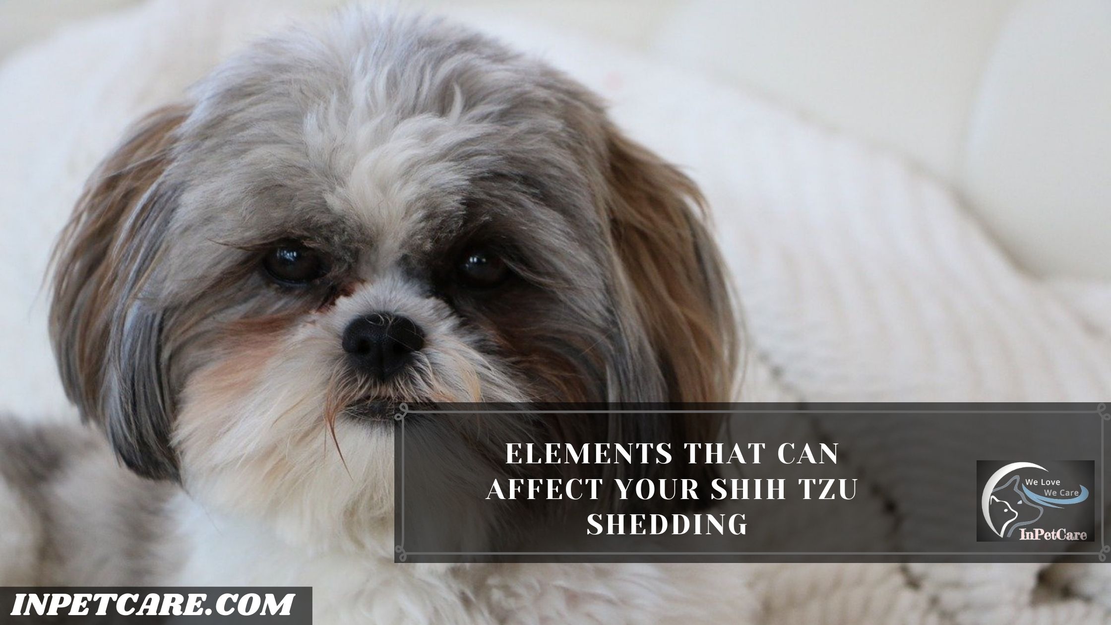 Shih Tzu Grooming And Shedding Control
