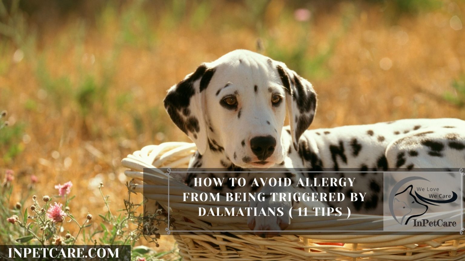 Are Dalmatians Hypoallergenic? 9 Tips For Allergic Families