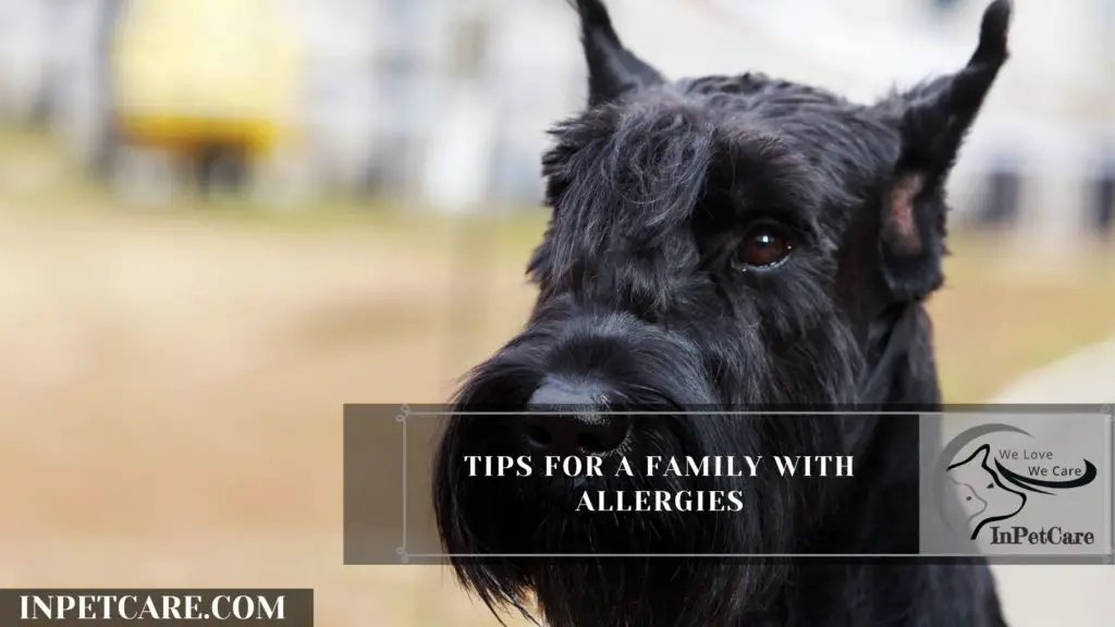 Are Giant Schnauzers Hypoallergenic? Allergy-Free Home Guide