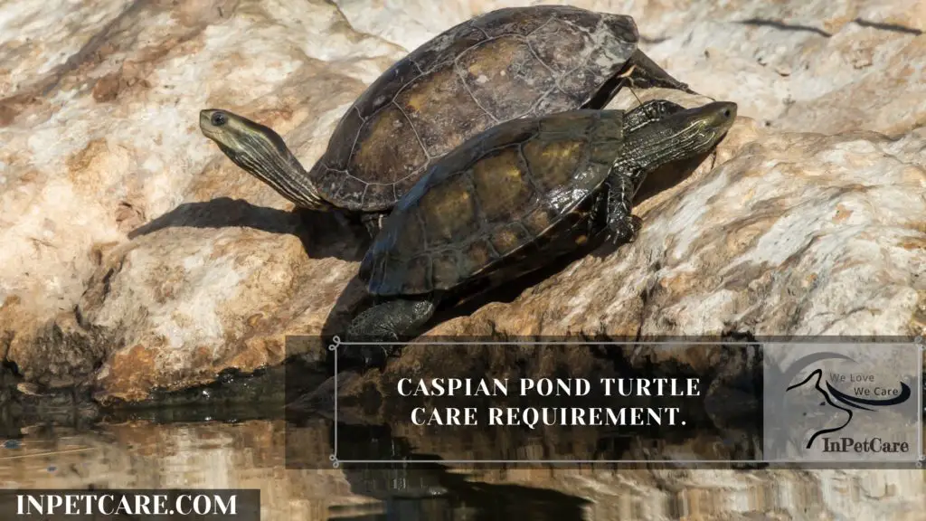 Caspian Pond Turtle As A Pet: A Complete Guide (+Pictures)