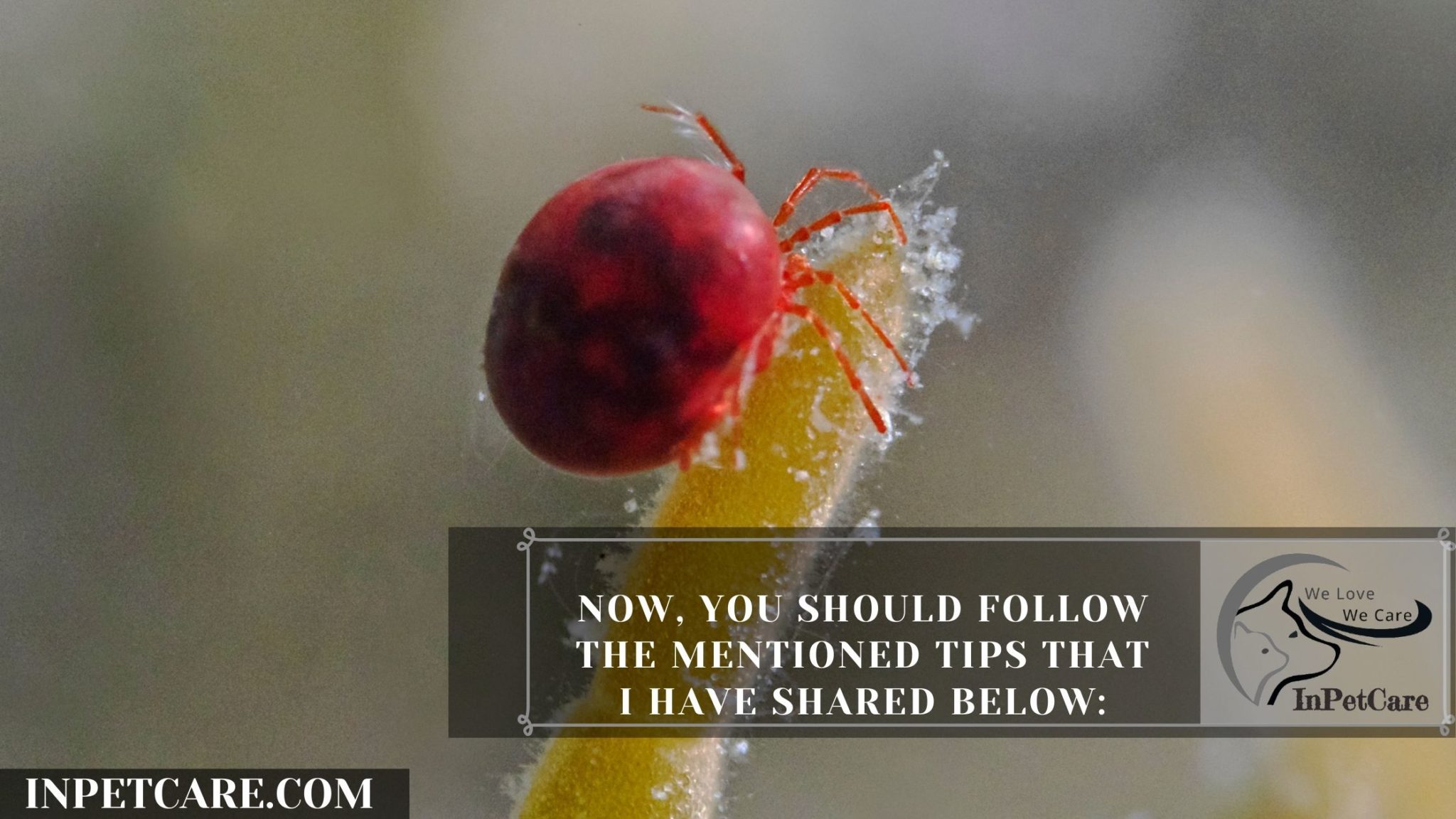 Snake Mites Causes, Treatment And Prevention In 2021