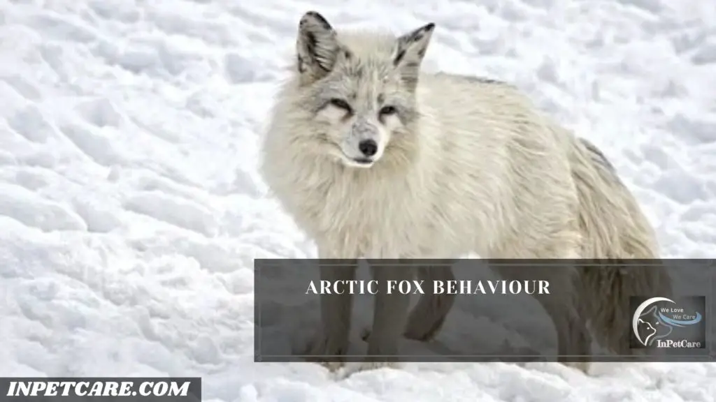 Arctic Fox as a Pet: A Complete Guide (With Pictures)