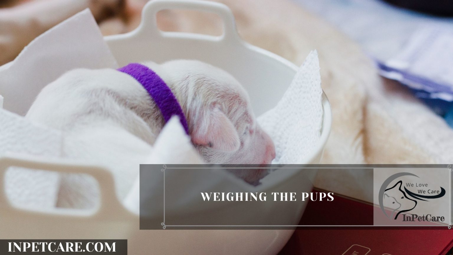 When Can You Touch A Newborn Puppy? 9 Things To Look