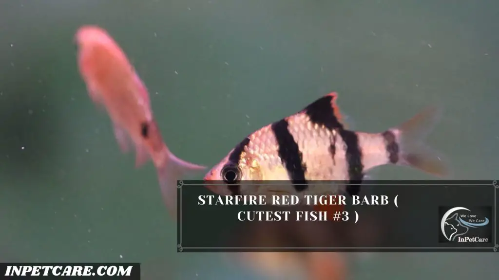 27 Cutest Fish For Aquarium (With Pictures)