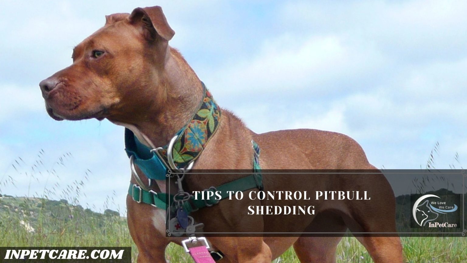 Do Pitbulls Shed? (9 Tips To Control Its Shedding)