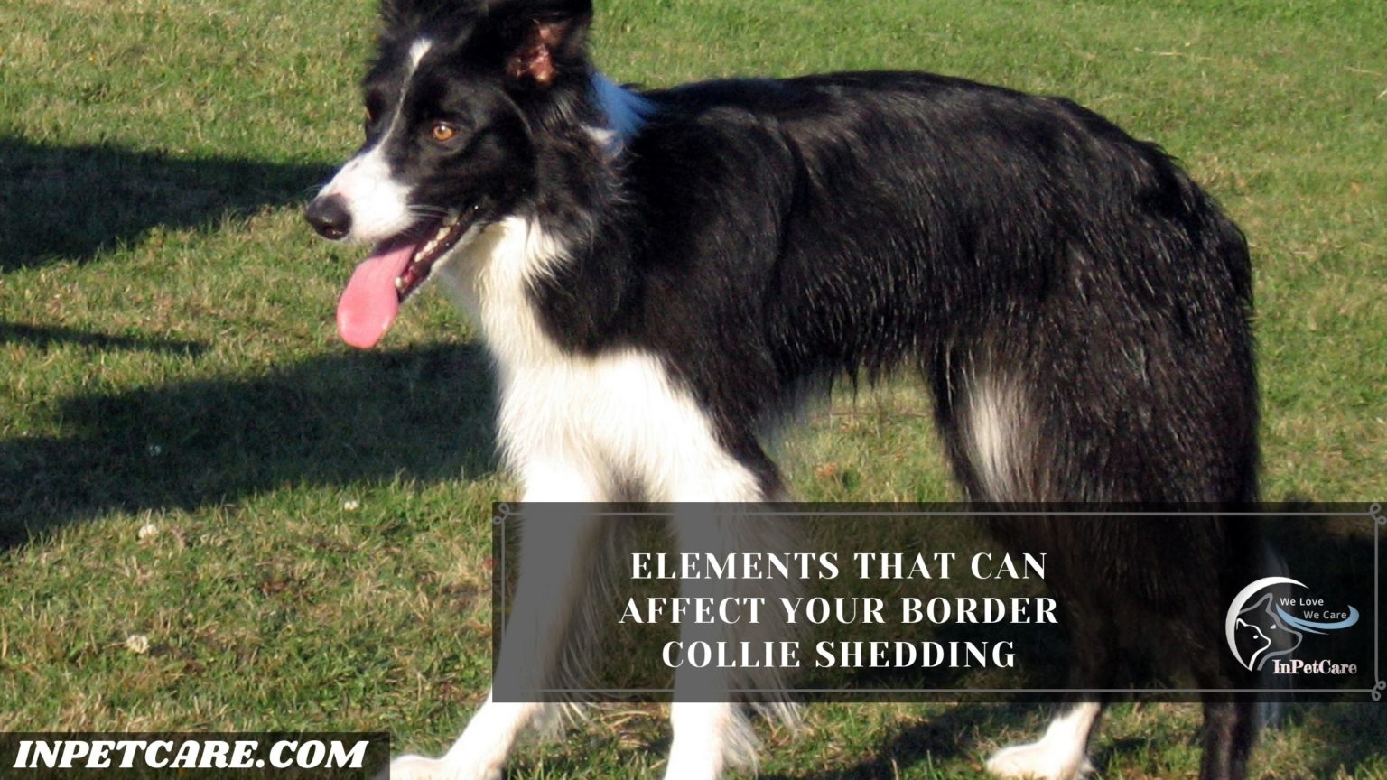 Do Border Collies Shed? Tips To Control Shedding