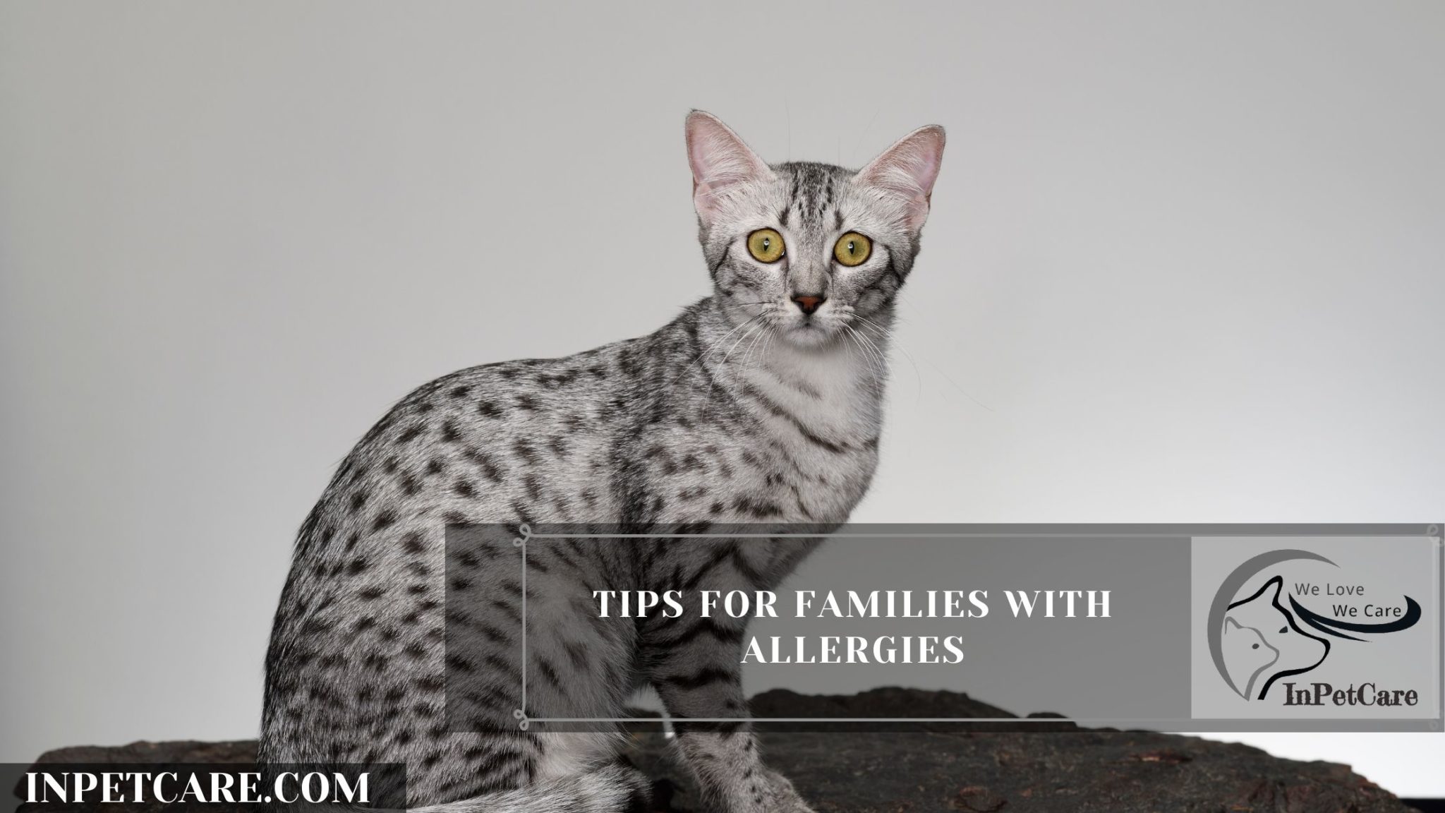 Are Egyptian Mau Hypoallergenic? 9 Tips For Allergic Family
