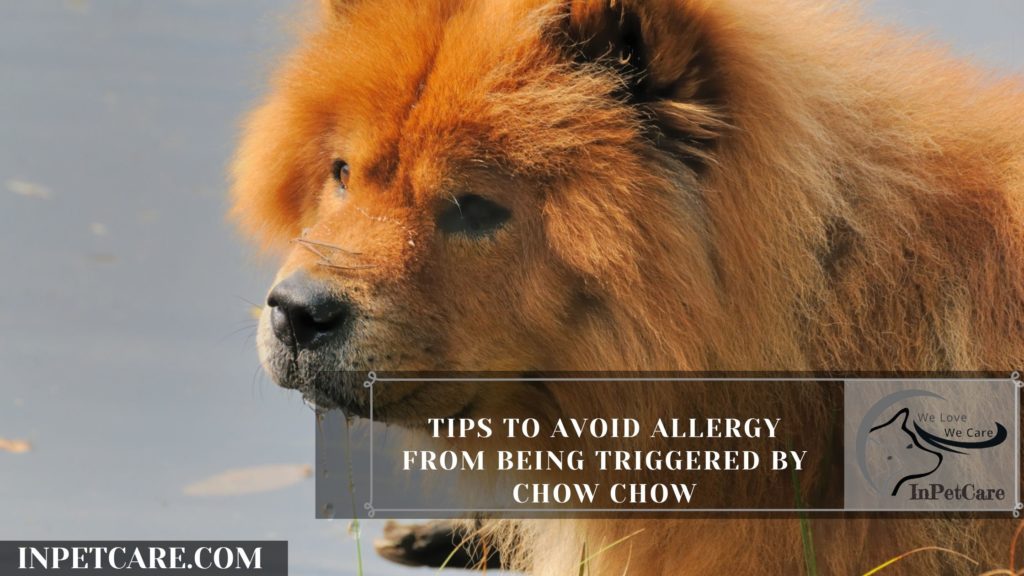 Are Chow Chows Hypoallergenic? 9 Tips For Allergic Families