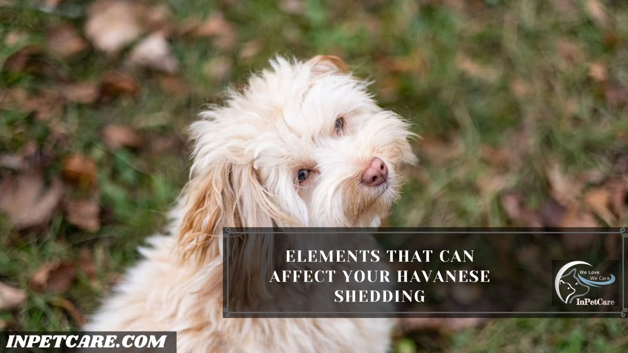 Do Havanese Shed? Tips To Control Shedding » IN PET CARE