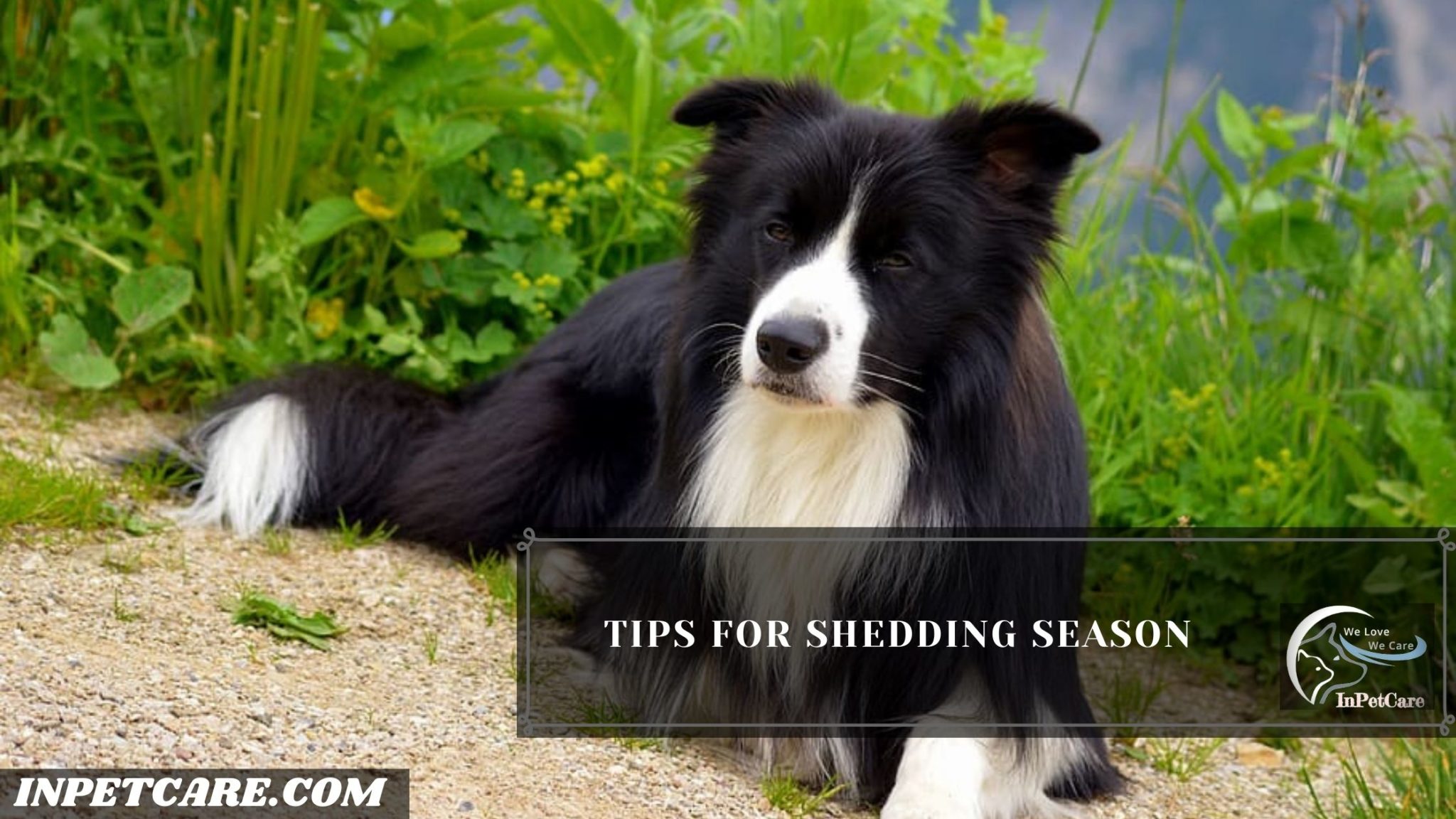 Do Border Collies Shed? Tips To Control Shedding