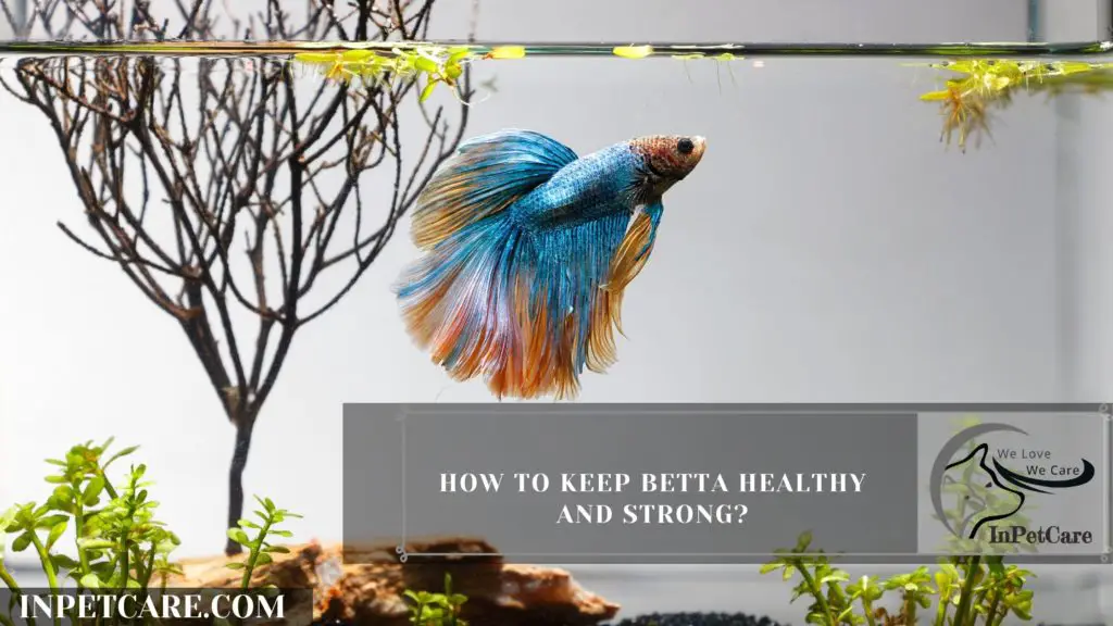 How Long Can A Betta Fish Go Without Food?