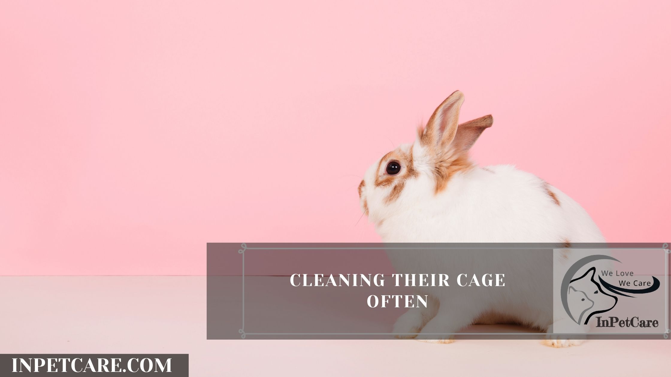 Are Rabbits Hypoallergenic? 9 Tips For Allergic Families