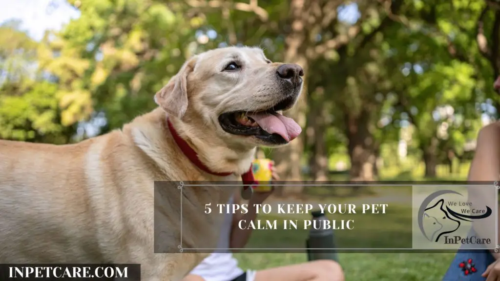 How To Keep Your Dog Calm During Thunderstorm?