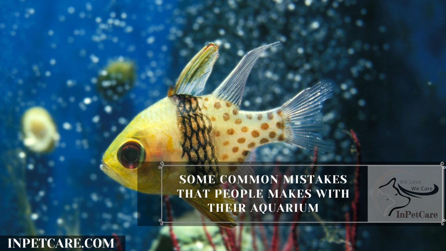 12 Tips To Save Dying Fish After A Water Change » In Pet Care