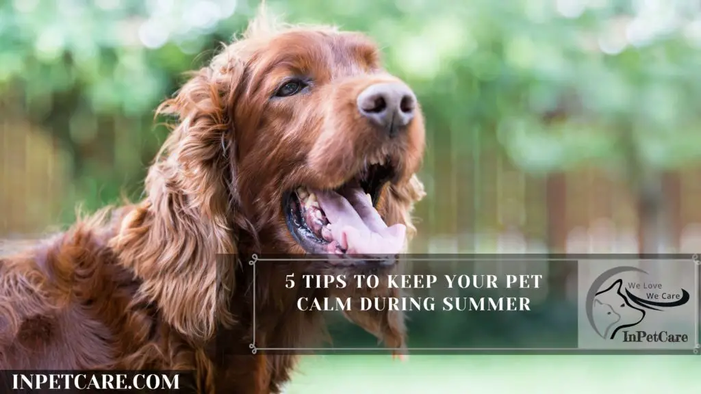 How To Keep Your Dog Calm During Thunderstorm?