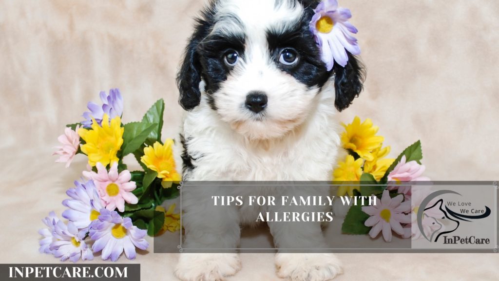 Are Cavachons Hypoallergenic? Tips For Family With Allergy