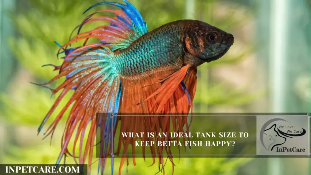 How Long Can A Betta Fish Go Without Food?