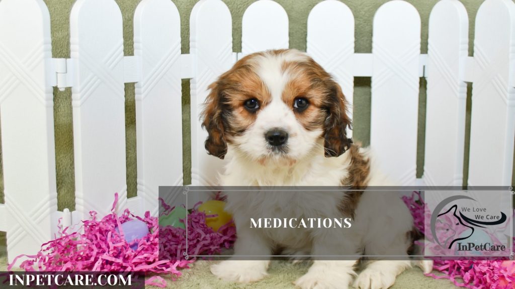 Are Cavachons Hypoallergenic? Tips For Family With Allergy