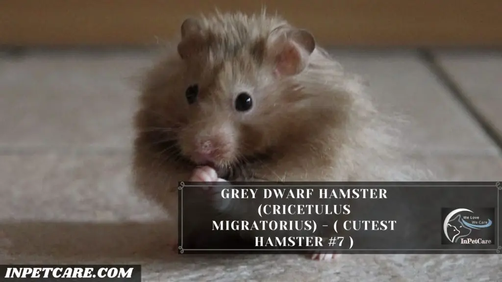 cutest hamsters breeds, cute hamsters breeds, cutest hamster breed, cute hamster breeds