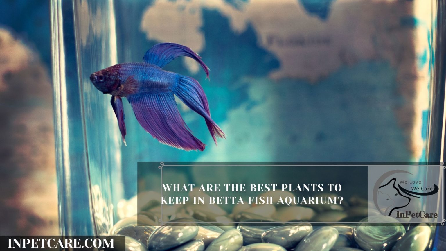 How Long Can A Betta Fish Go Without Food?