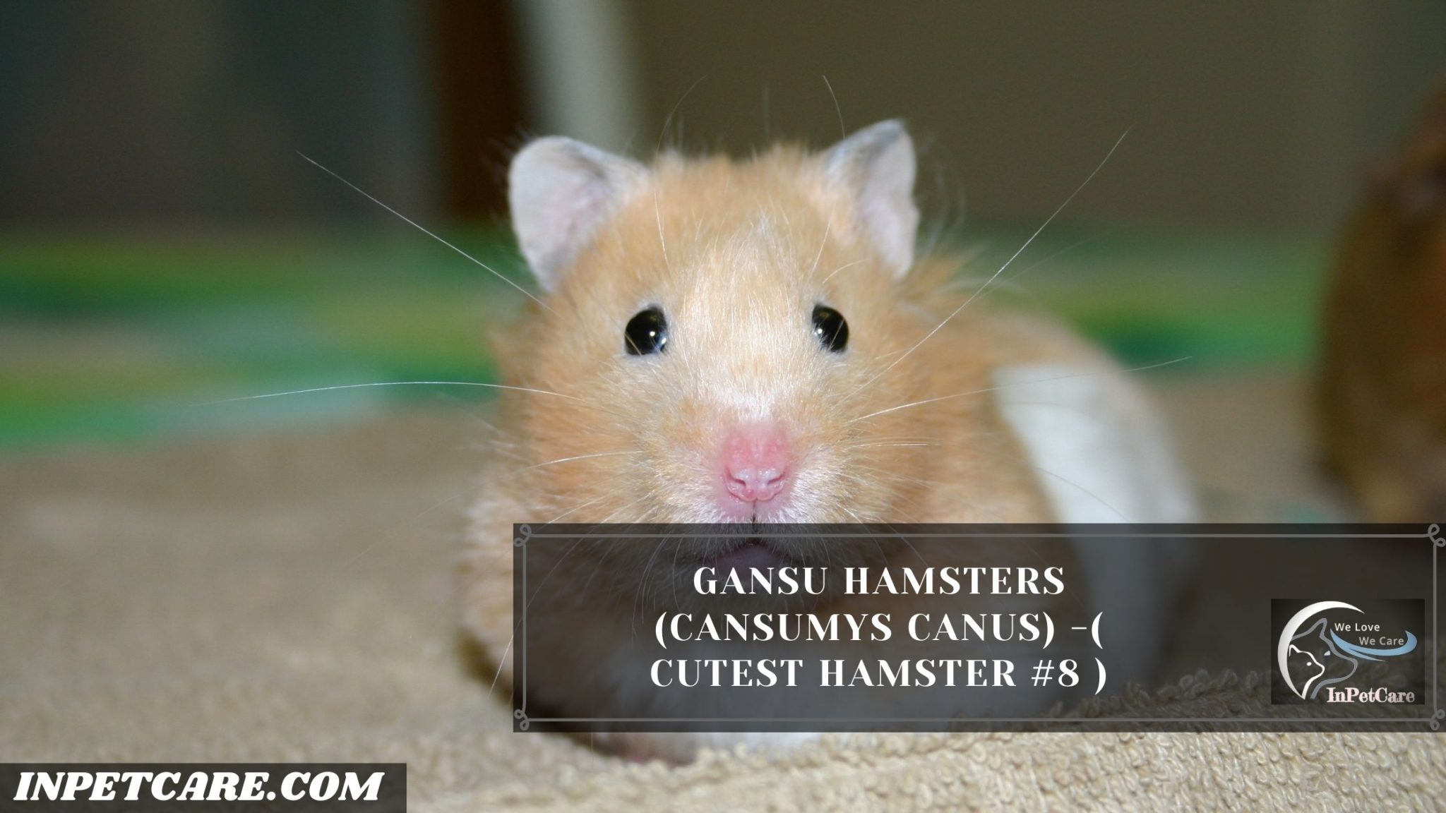 9 Cutest Hamster Breed In The World (With Pictures)