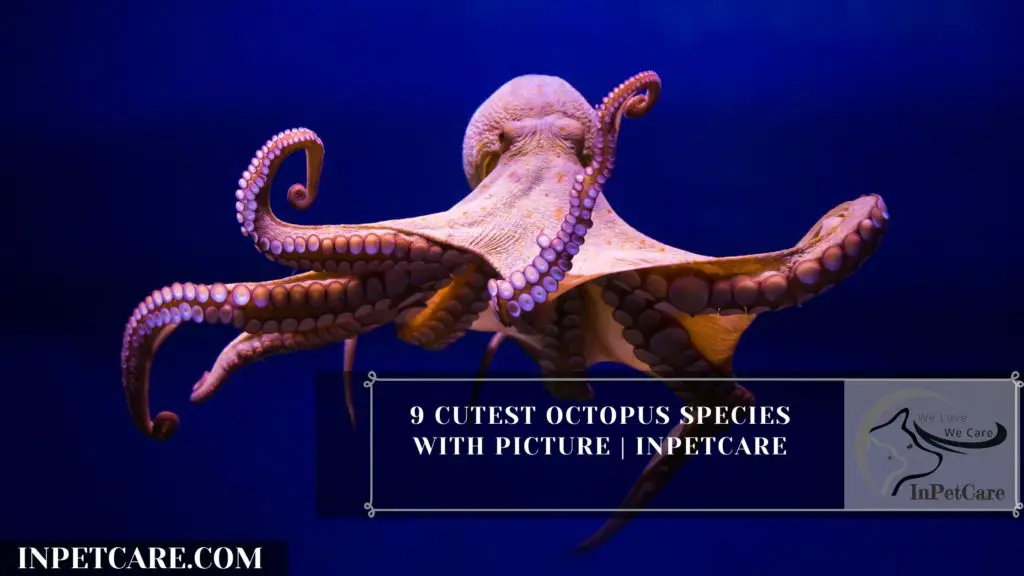 9 Cutest Octopus Species With Picture | InPetCare