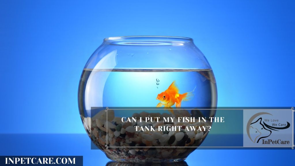 Can I Put My Fish In The Tank Right Away?
